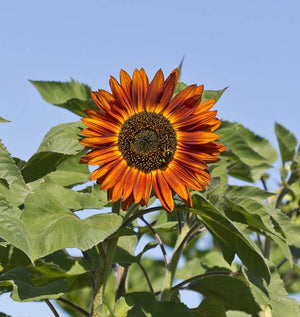 Autumn Beauty sunflower variety golden petals close-up