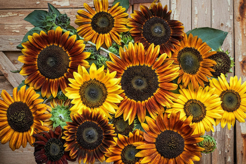 Autumn Beauty sunflower blooms in Kansas garden - Sunflower and Squash Spring Kit