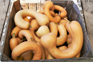 Tahitian Melon squash seeds - Pacific heirloom Cucurbita moschata - growing in garden