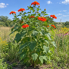 Tithonia Torch Mexican sunflower seeds - tall branching plant - annual flower