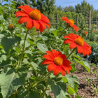 Tithonia Torch Mexican sunflower seeds - orange garden flower cluster - annual flower