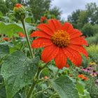 Tithonia Torch Mexican sunflower seeds - bloom after summer rain - annual flower