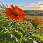 Tithonia Torch Mexican sunflower seeds - prairie garden blooms - annual flower