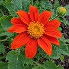 Tithonia Torch Mexican sunflower seeds - overhead orange bloom - annual flower
