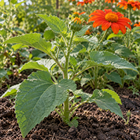 Tithonia Torch Mexican sunflower seeds - young branching plant and bud - annual flower