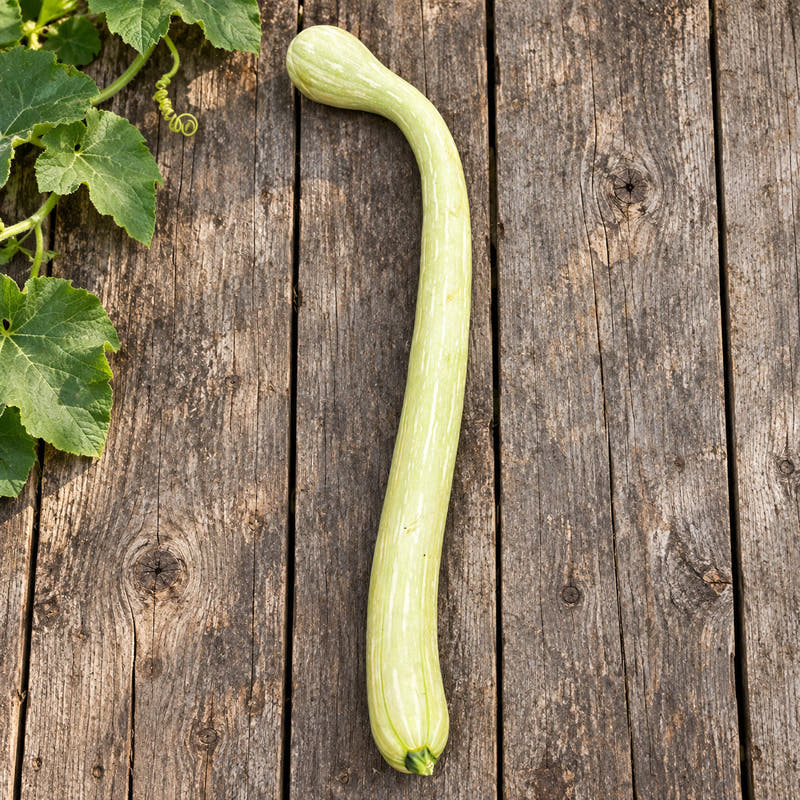 Long pale green Tromboncino squash on weathered farm boards with vine leaves
