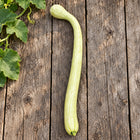 Long pale green Tromboncino squash on weathered farm boards with vine leaves