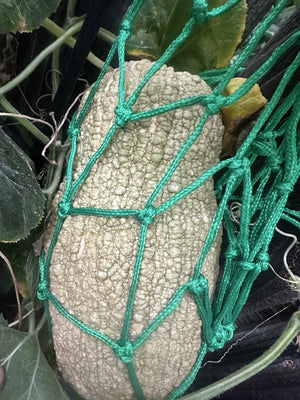 Violina Rugosa butternut squash - ripening on the vine in a support net - vine borer resistant Cucurbita moschata