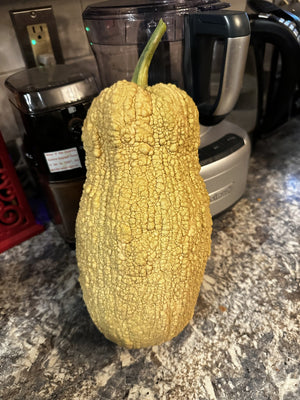 Violina Rugosa butternut squash - whole fruit showing deeply wrinkled rugosa skin - Italian heirloom winter squash