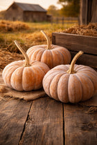 Wan Fu F1 pumpkins, squat and ribbed with buff-orange skin, on burlap beside a barn at golden hour