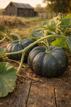 Wan Fu F1 pumpkins on the vine, dark green ribbed fruits among broad leaves at sunset