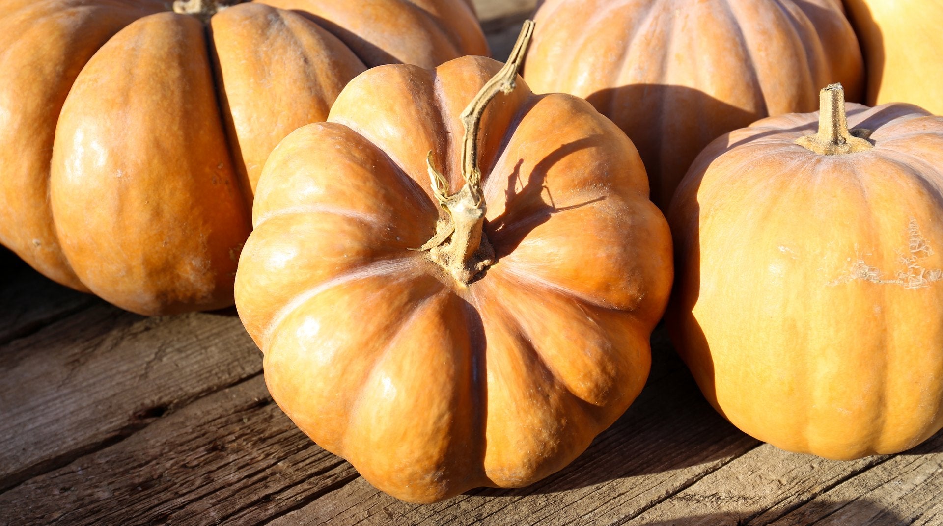 Kansas heirloom pumpkins - Musquee de Provence - vine borer resistant seeds grown in Newton, Kansas